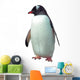 Isolated gentoo penguin 
