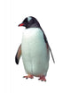 Isolated gentoo penguin 
