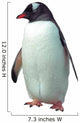 Isolated gentoo penguin 