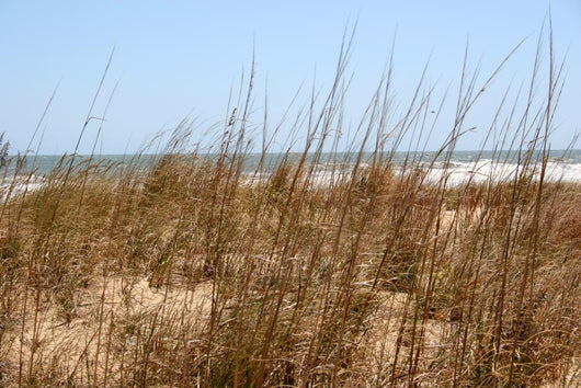 Beach Grass Wall Mural