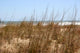 Beach Grass Wall Mural