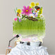 Reflected Spring Meadow Wall Mural