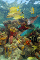 Underwater scenery with colorful marine life 