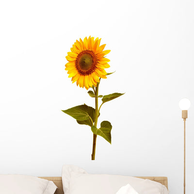 Sunflower shown on a wall