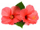 Two Pink Hibiscus Wall Decal