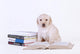 Labrador Puppy with Books Wall Decal