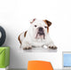 english bulldog on white Wall Decal
