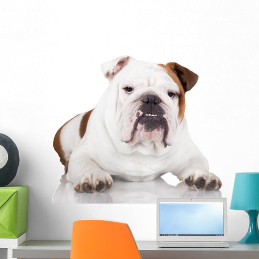english bulldog on white Wall Decal
