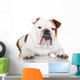 english bulldog on white Wall Decal