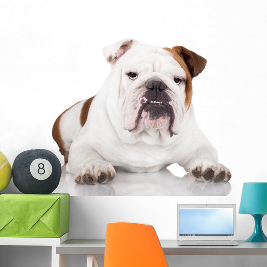 english bulldog on white Wall Decal