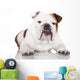 english bulldog on white Wall Decal