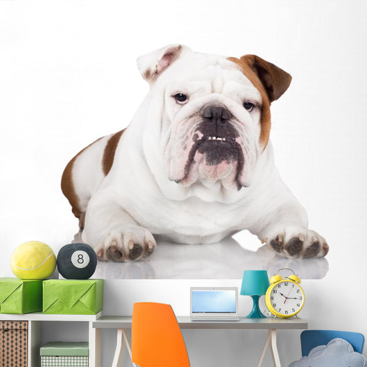 english bulldog on white Wall Decal