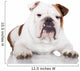 english bulldog on white Wall Decal