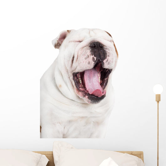 Yawning English Bulldog Wall Decal