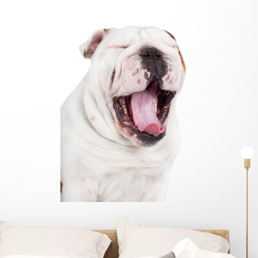 Yawning English Bulldog Wall Decal