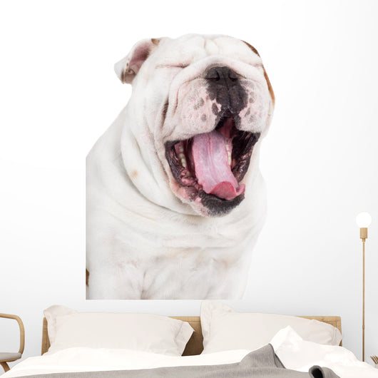 Yawning English Bulldog Wall Decal