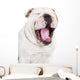 Yawning English Bulldog Wall Decal