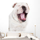 Yawning English Bulldog Wall Decal