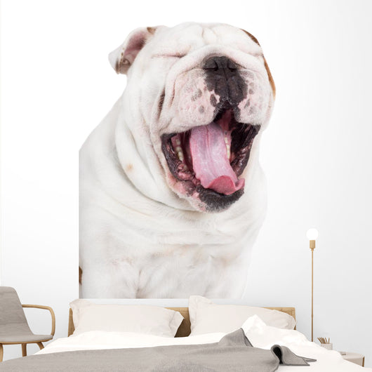 Yawning English Bulldog Wall Decal
