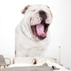 Yawning English Bulldog Wall Decal