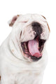 Yawning English Bulldog Wall Decal