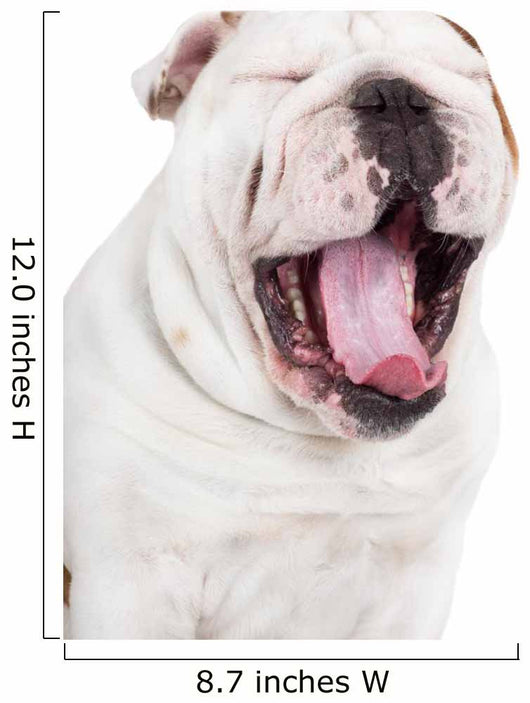 Yawning English Bulldog Wall Decal