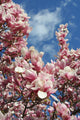 magnolia blossoms against the sky Wall Mural