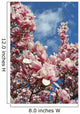 magnolia blossoms against the sky Wall Mural