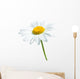 Beautiful daisy isolated on white background Wall Decal