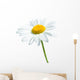 Beautiful daisy isolated on white background Wall Decal