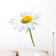 Beautiful daisy isolated on white background Wall Decal
