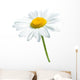 Beautiful daisy isolated on white background Wall Decal