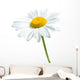 Beautiful daisy isolated on white background Wall Decal