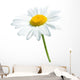 Beautiful daisy isolated on white background Wall Decal