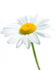 Beautiful daisy isolated on white background Wall Decal