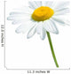 Beautiful daisy isolated on white background Wall Decal