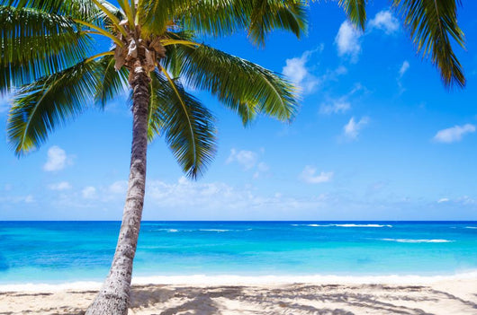 Coconut Palm tree on the sandy beach in Hawaii 