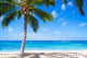 Coconut Palm tree on the sandy beach in Hawaii 
