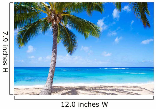 Coconut Palm tree on the sandy beach in Hawaii 