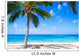 Coconut Palm tree on the sandy beach in Hawaii 