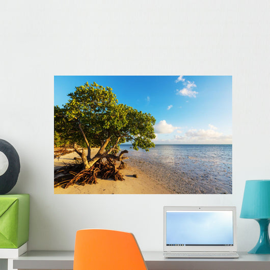 Mangroves 