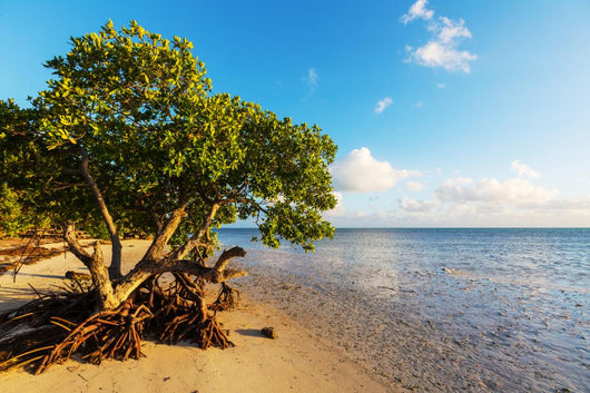 Mangroves 