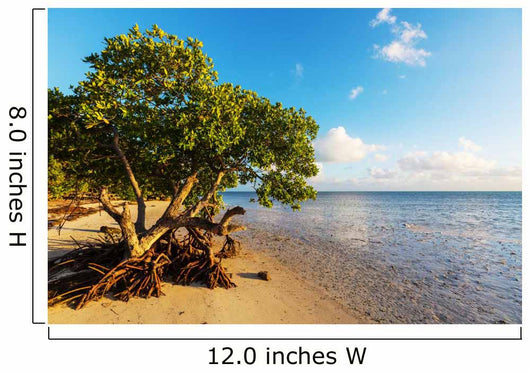 Mangroves 