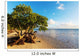 Mangroves 
