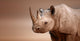 Black Rhinoceros portrait 