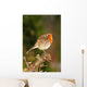Robin on Twig Wall Mural