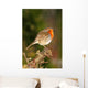 Robin on Twig Wall Mural