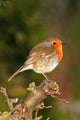 Robin on Twig Wall Mural