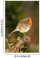 Robin on Twig Wall Mural