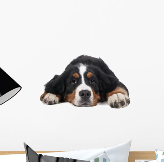 Berner Sennenhund on White Background in Studio 